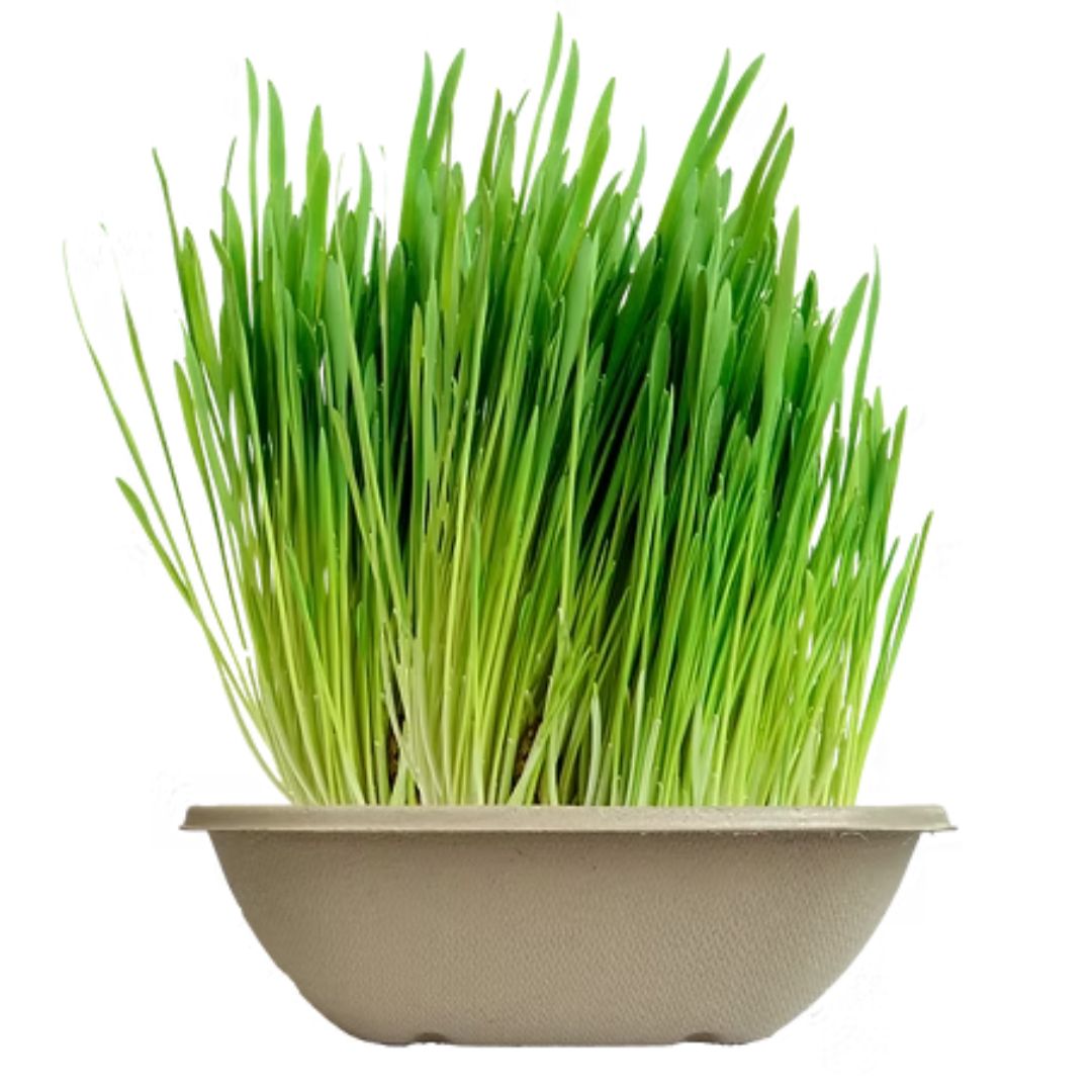 Erva Natural para Gatos - Catfield GreenCat