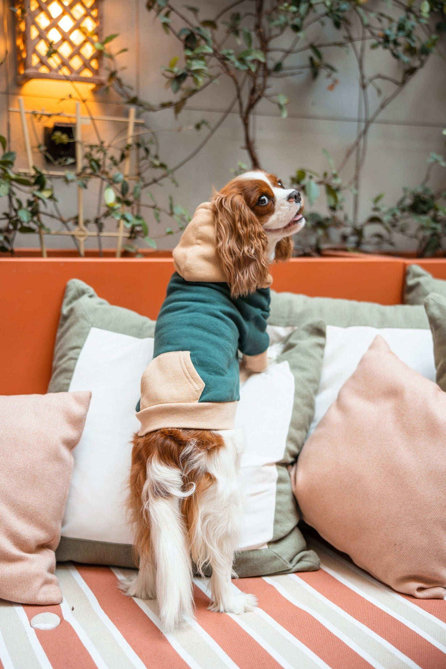 Pet Hoodie