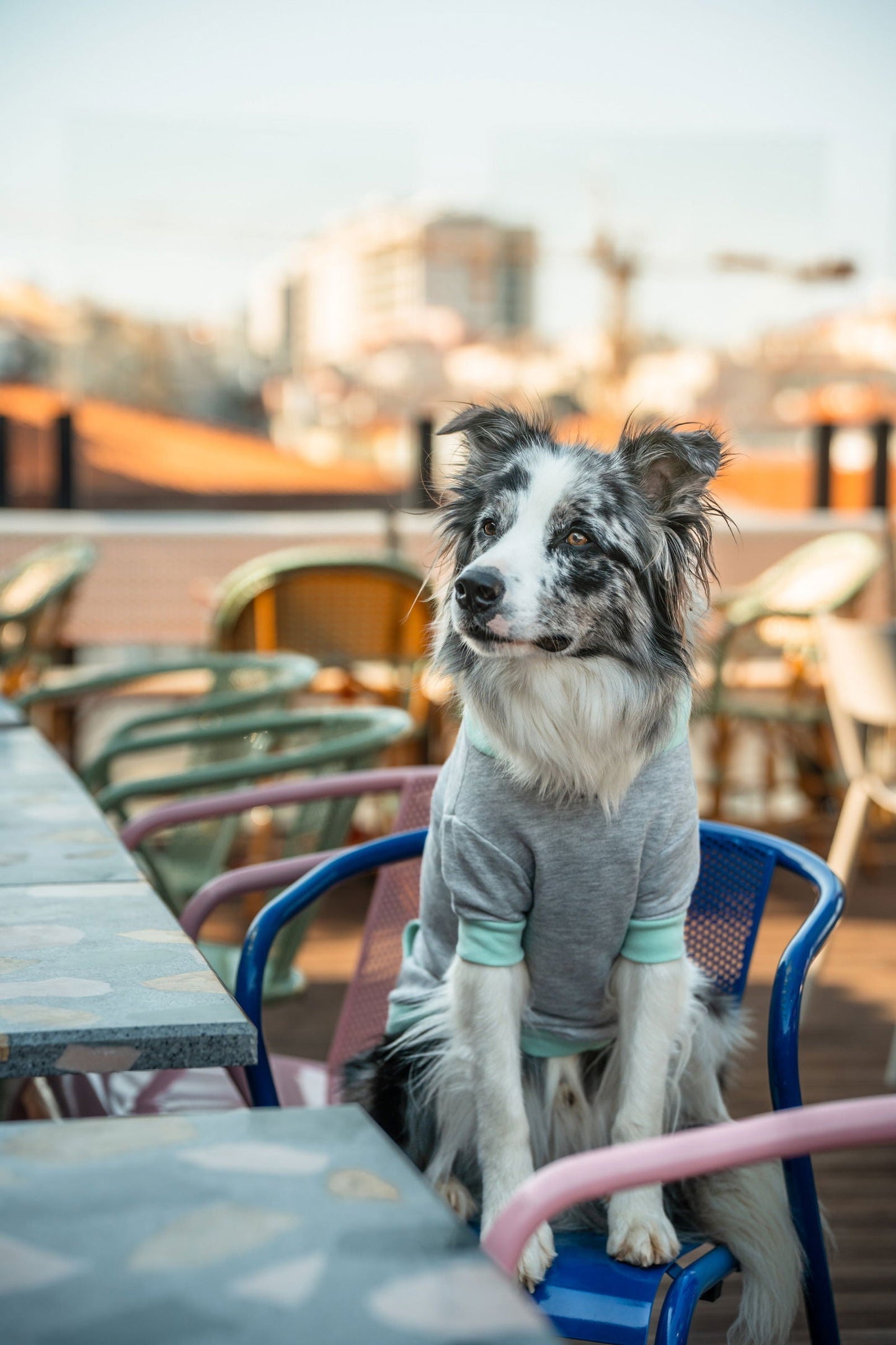 Pet Hoodie