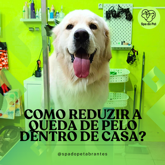 Como Reduzir a Queda de Pelo Dentro de Casa?