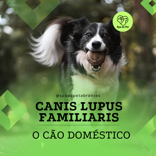 Canis lupus familiaris, o Cão doméstico