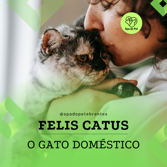 Felis Catus, o Gato Doméstico