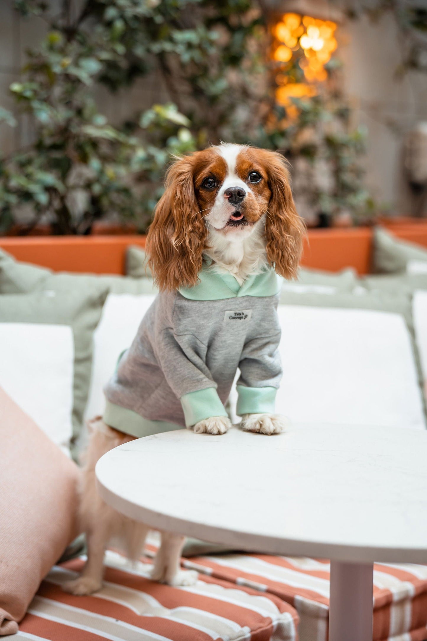 Pet Hoodie