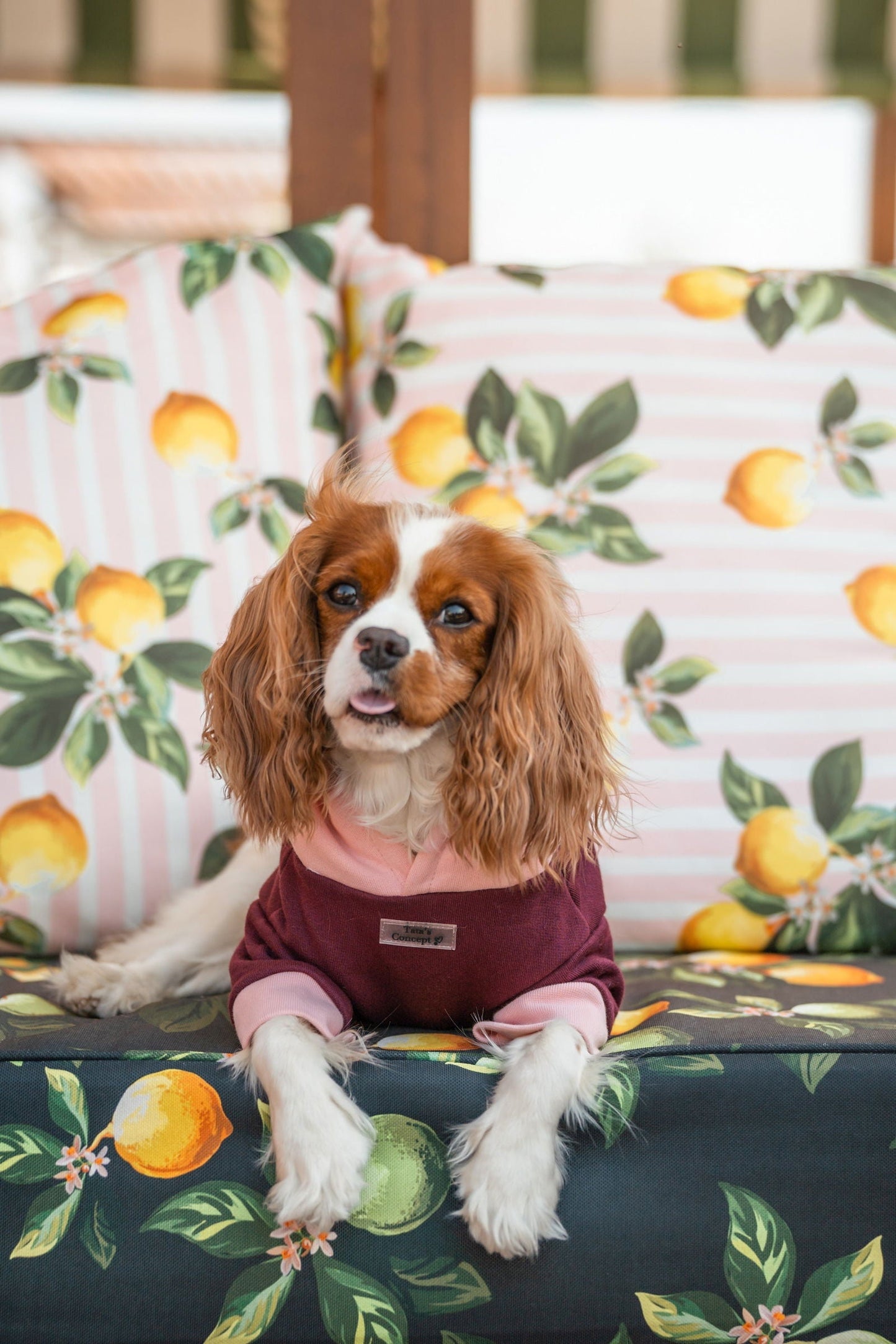 Pet Hoodie