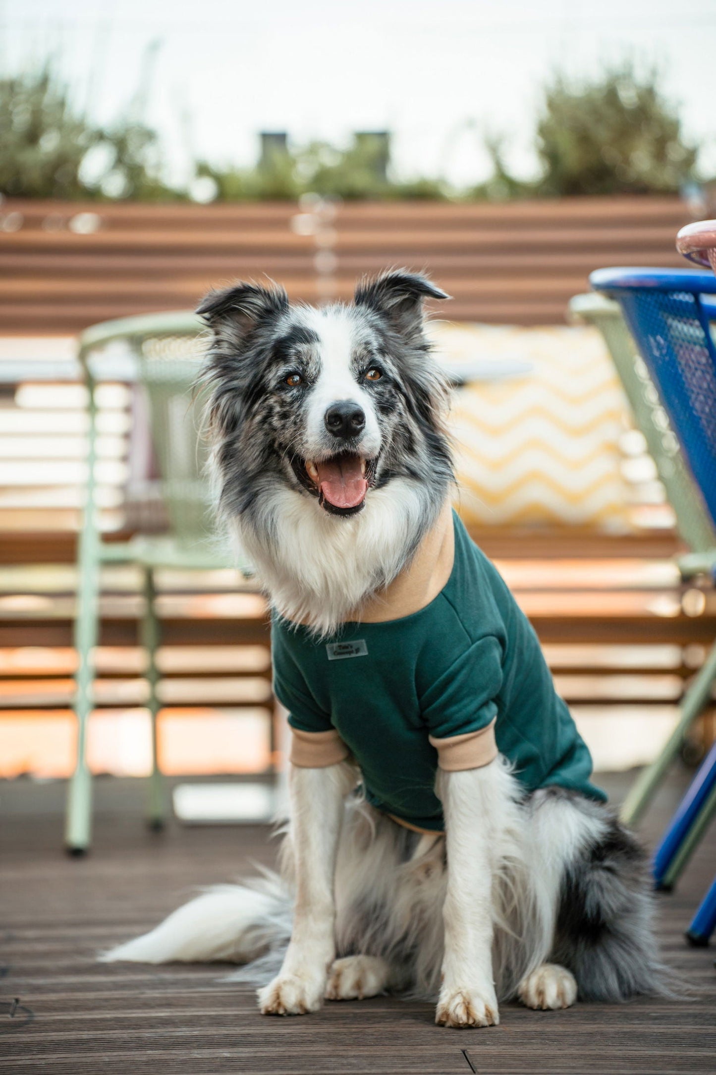 Pet Hoodie