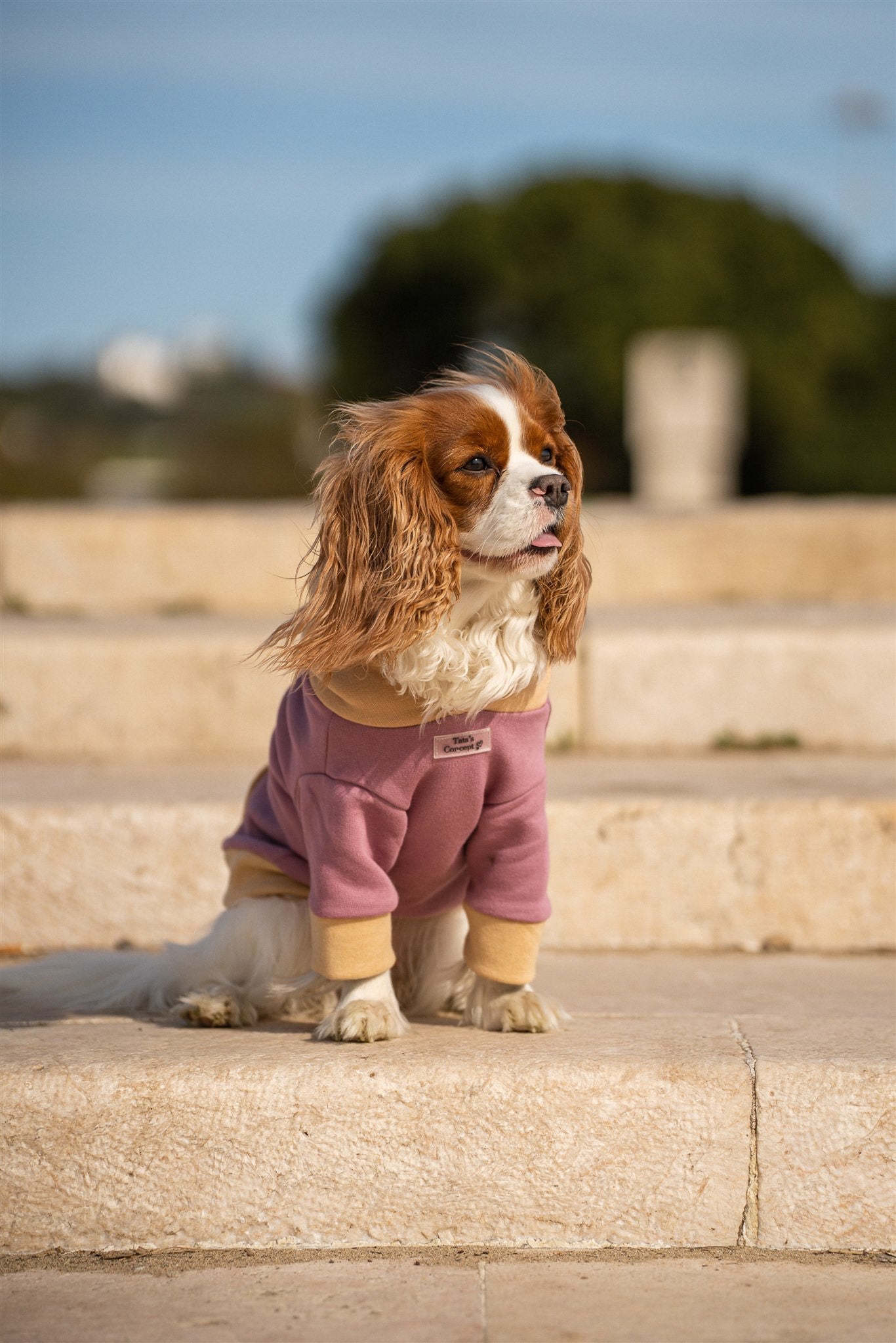 Pet Hoodie I WOOF YOU